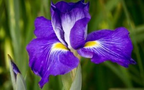 鸢尾(鸢尾科鸢尾属植物)