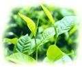 黄山毛峰(汉族传统名茶)