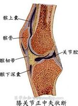 膝盖(人体身体部位)
