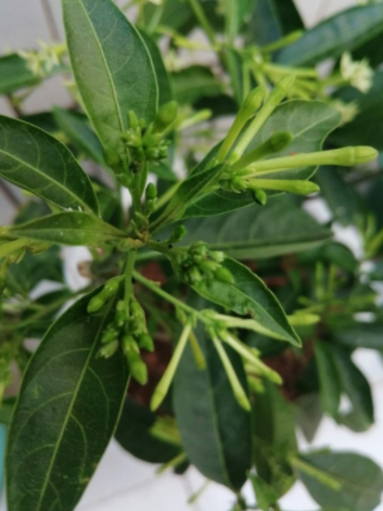 葎草(桑科葎草属植物)