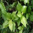 白背叶(大戟科野桐属植物)
