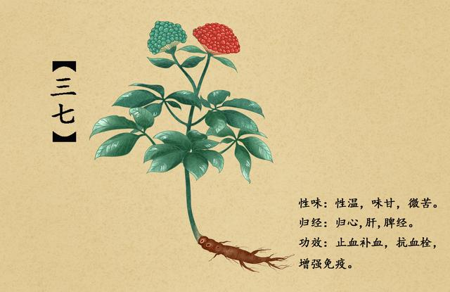 三七(中药名)