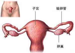 月经提前(月经不调的症状之一)