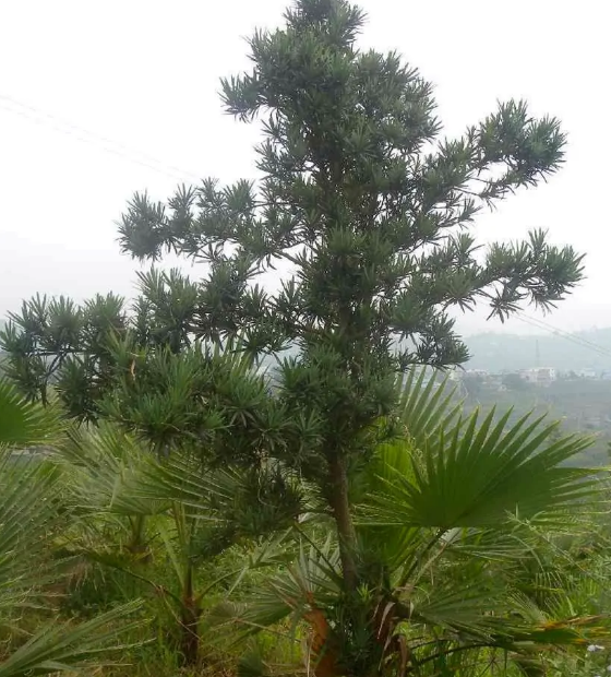 台湾罗汉松(罗汉松科罗汉松属植物)