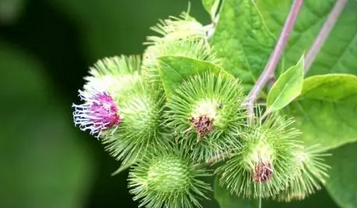 牛蒡(菊科牛蒡属植物)