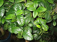 珠兰(金粟兰科金粟兰属常绿多年生草本植物)