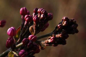 丁香(木樨科丁香属植物)
