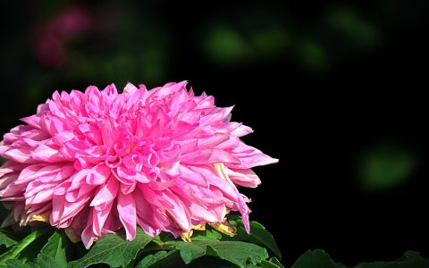山芋花(菊科植物)
