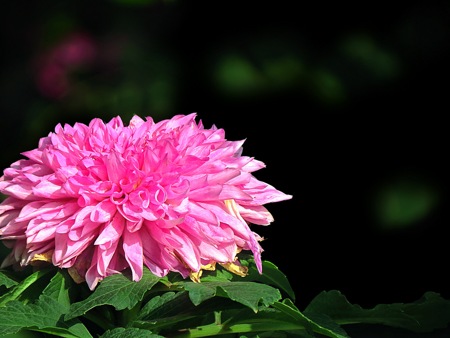 山芋花(菊科植物)