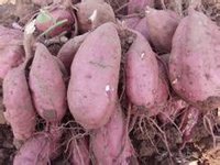 烤红薯(用地瓜烤制而成的食品)
