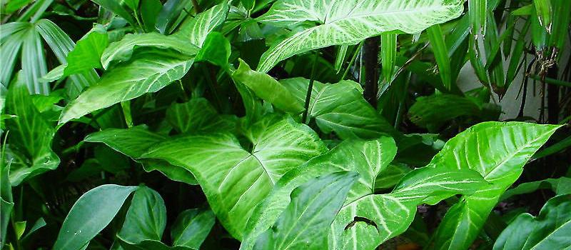 合果芋(天南星目天南星科植物)