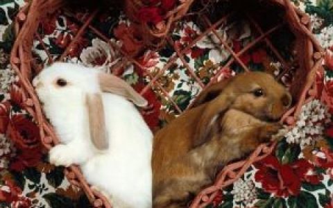 垂耳兔(兔科兔属动物)