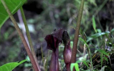 白附子(天南星科植物)