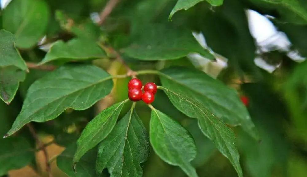茱萸(山茱萸科山茱萸属植物)