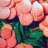 荔枝(无患子科荔枝属植物)