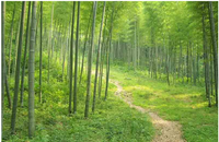 郁郁葱葱(汉语成语)