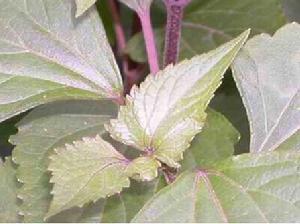 紫茎泽兰(菊科紫茎泽兰属植物)