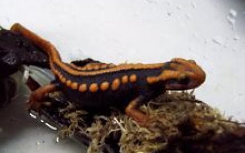 金麒麟(蝾螈科动物)