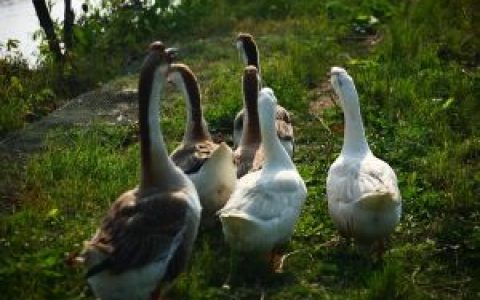 雁鹅(鸭科雁属)