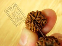 金刚菩提(大型常绿阔叶树木（圆果杜英）的果实)