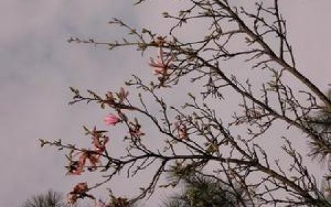 天目木兰(木兰科木兰属植物)