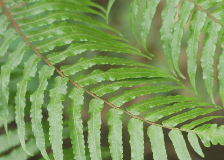 黑桫椤(桫椤科桫椤属植物)