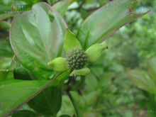 香港四照花(山茱萸科四照花属植物)
