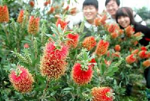 红千层(桃金娘科红千层属植物)