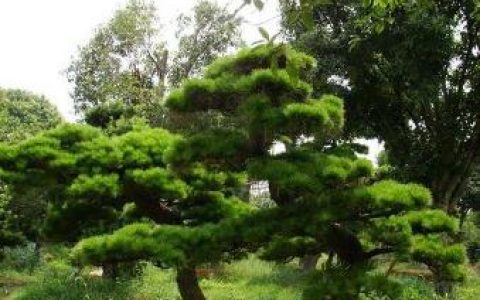 黑松(松柏纲松柏目植物)