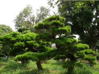 黑松(松柏纲松柏目植物)
