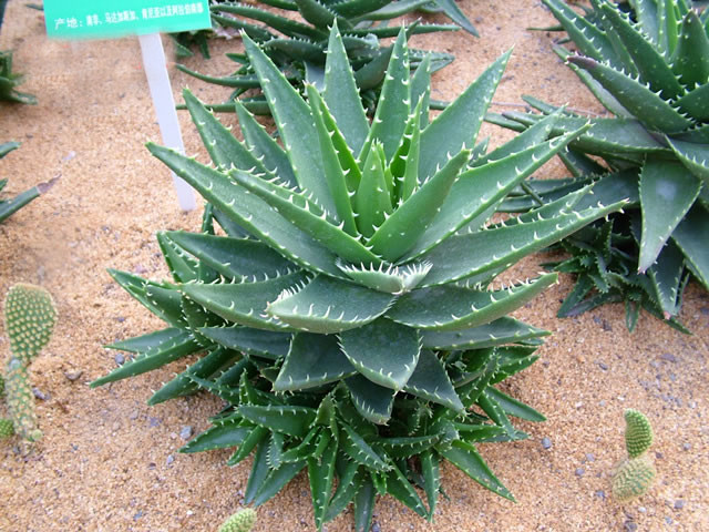 不夜城芦荟(百合科芦荟属植物)