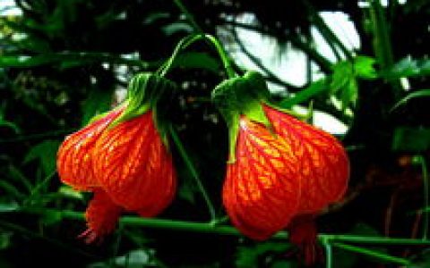 风铃花(锦葵科苘麻属植物)