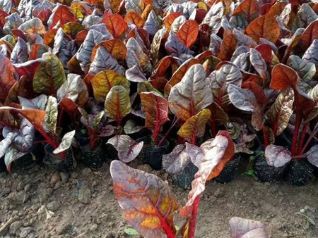 红叶甜菜(藜科甜菜属植物)