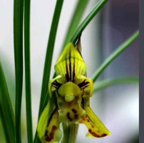 蕙兰(兰科兰属植物)