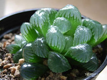 冰灯玉露(多肉植物)