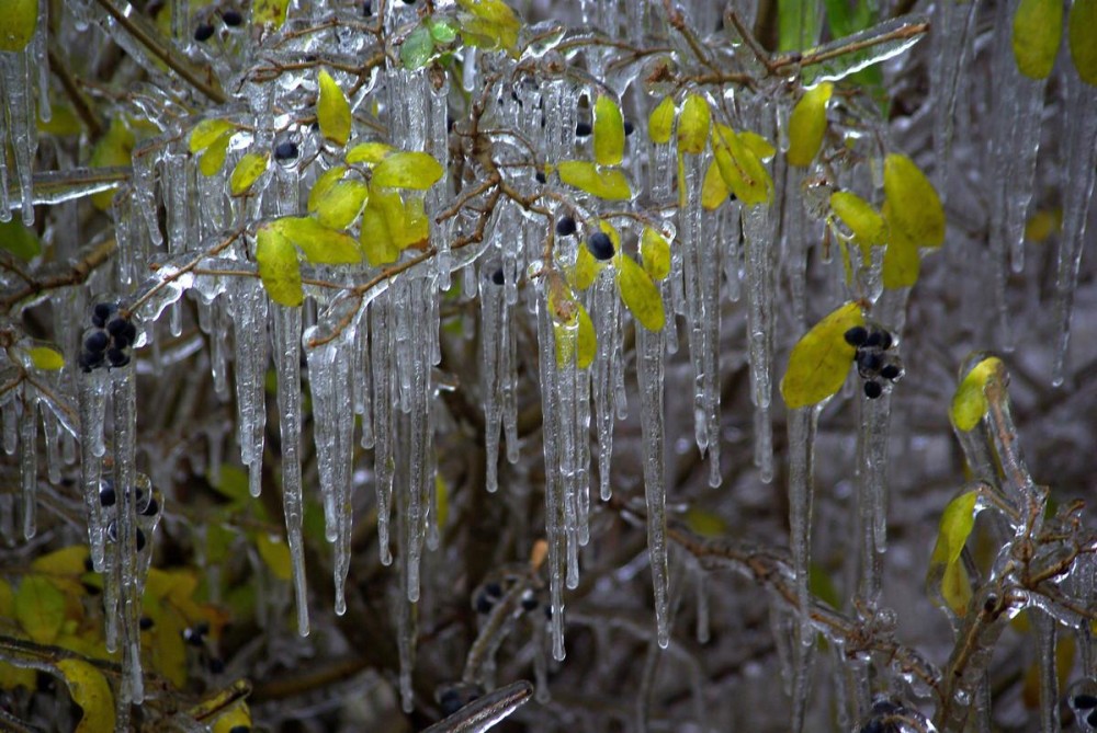 冻雨(冬末春初时节出现的灾害性天气)