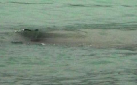 喀纳斯湖水怪(边境布尔津境内)