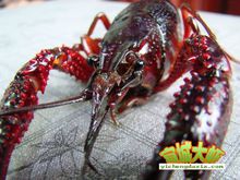 宜城大虾(湖北襄阳风味小吃)