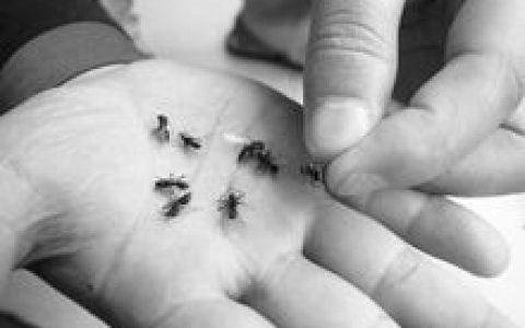 飞蚁(白蚁科有翅亚纲蜚蠊目动物)