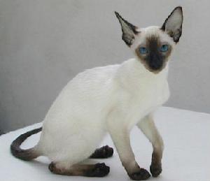 暹罗猫(猫科猫属动物)