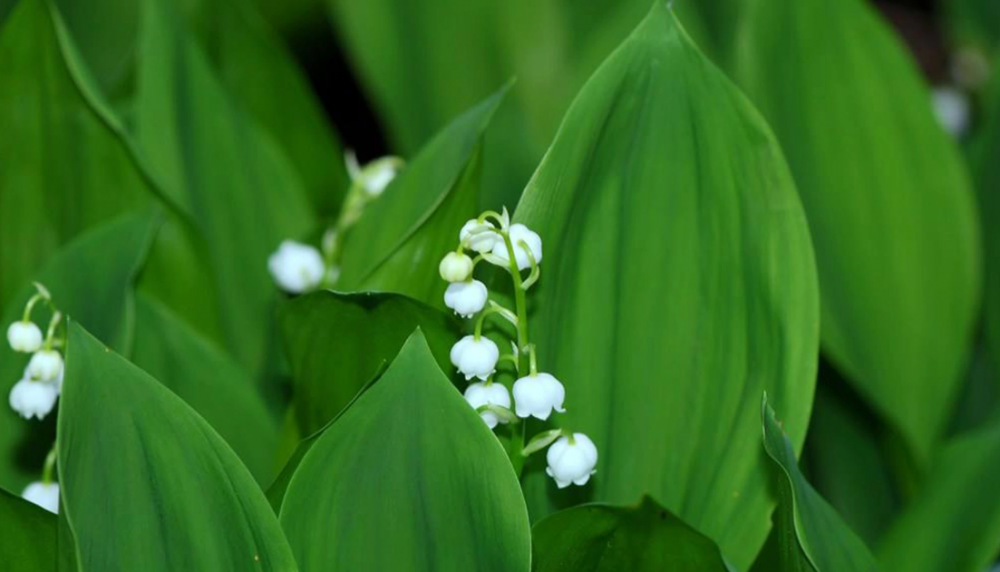 铃兰(百合科铃兰属植物)