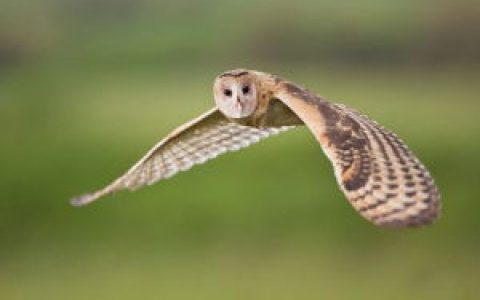 草鸮(草鸮科草鸮属草鸮)