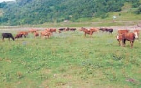 六畜(汉语词语)