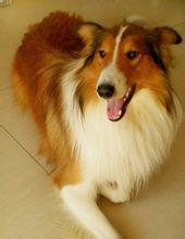 苏格兰牧羊犬(哺乳纲动物)