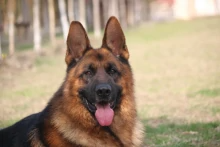 德国牧羊犬(犬科哺乳动物)