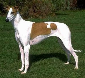 灵缇拉萨犬(视觉型狩猎犬)