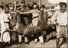 巴厘虎(现代虎中体型小的虎类)