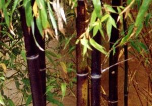 紫竹(单子叶植物)