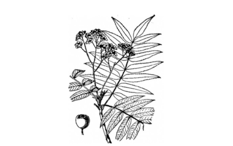 天山花楸(蔷薇科花楸属植物)