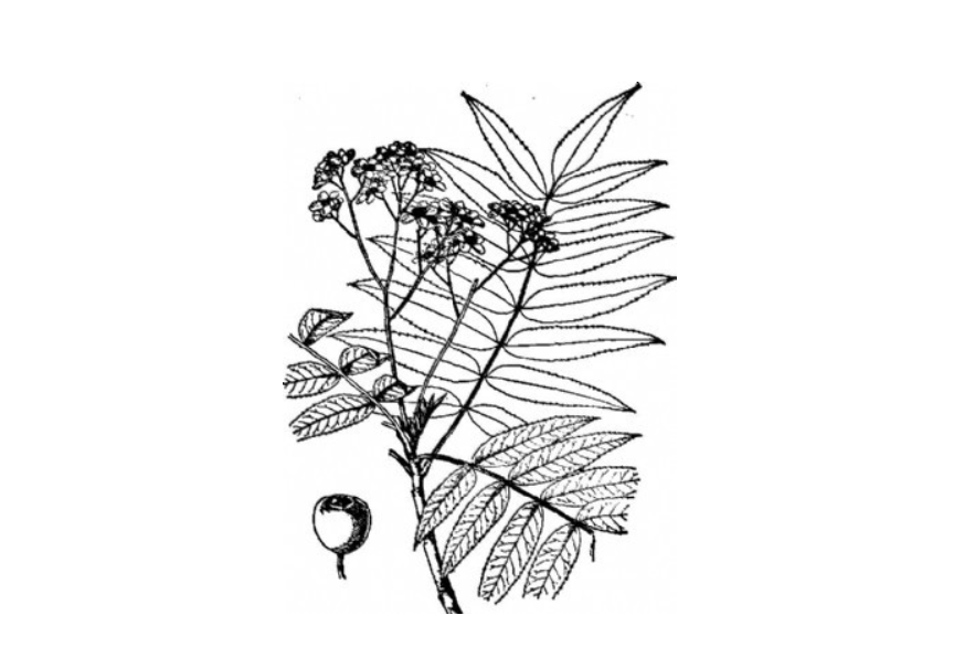 天山花楸(蔷薇科花楸属植物)